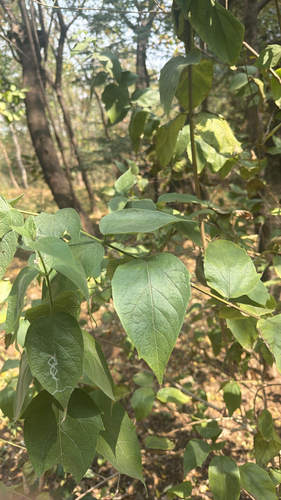 Nyctanthes arbor-tristis observed 2026-10-18