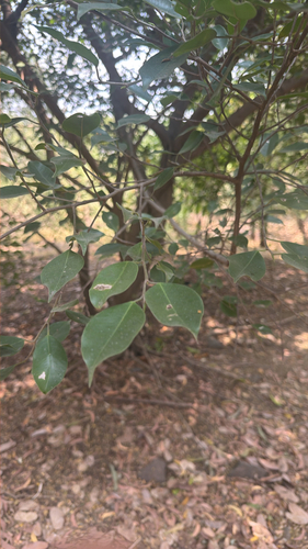 Ficus benjamina observed 2026-10-18