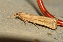 Ancylolomia indica