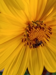 Exomalopsis auropilosa