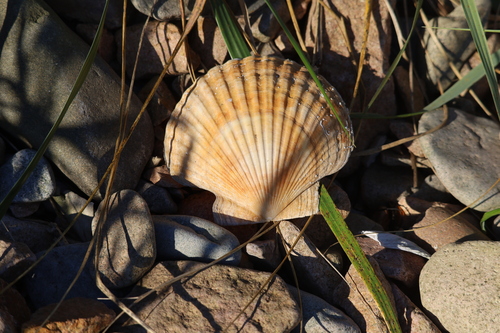Mizuhopecten yessoensis observed 2026-09-22