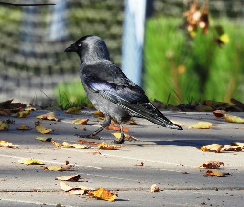 Eurasian Jackdaw