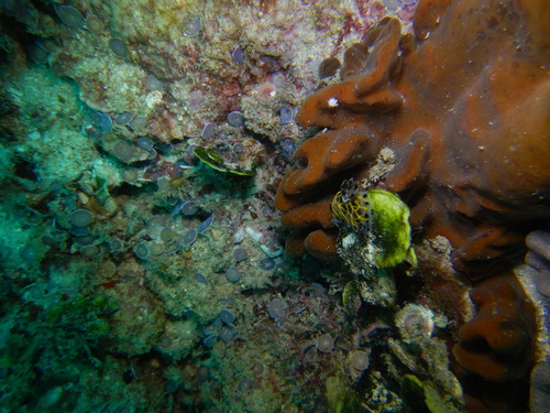 Halgerda wasinensis observed 2026-10-11