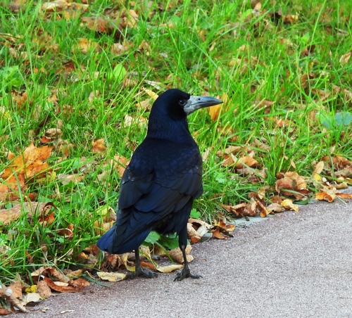 Rook