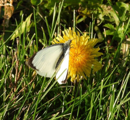 Large White
