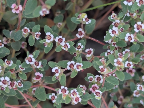 Euphorbia melanadenia, 2026-10-17