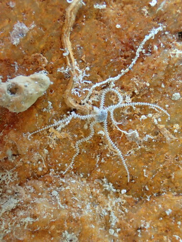 Amphipholis squamata observed 2026-10-18