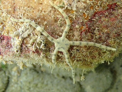 Ophioplocus imbricatus observed 2026-10-18