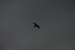 Patagioenas