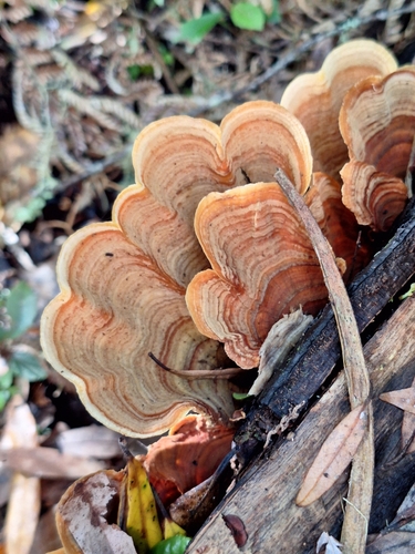Stereum ostrea observed 2026-10-18