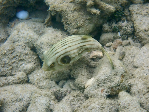 Arothron manilensis observed 2026-10-18