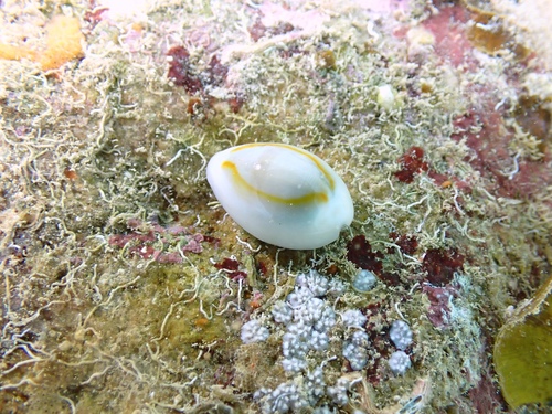 Monetaria annulus observed 2026-10-18