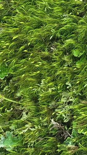 Dicranoloma menziesii observed 2026-10-18