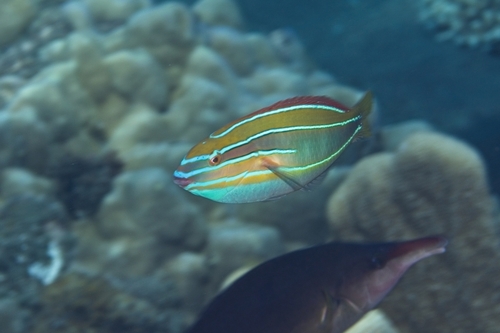 Stethojulis trilineata observed 2026-10-15