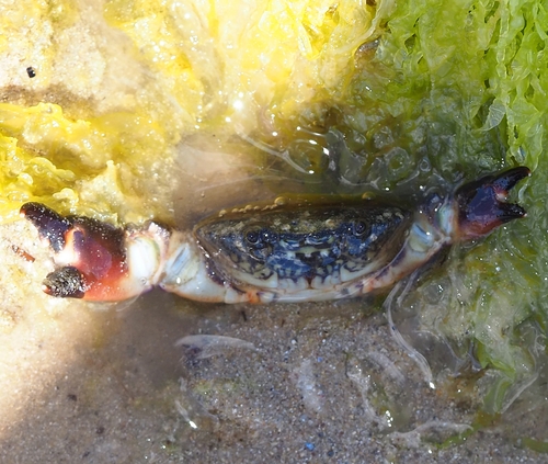 Ozius truncatus observed 2026-10-18