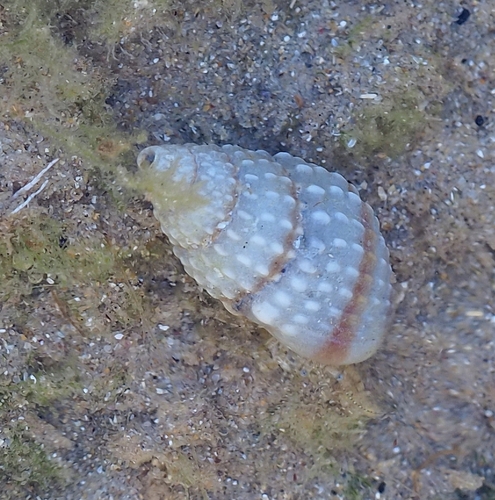 Nassarius pyrrhus observed 2026-10-18