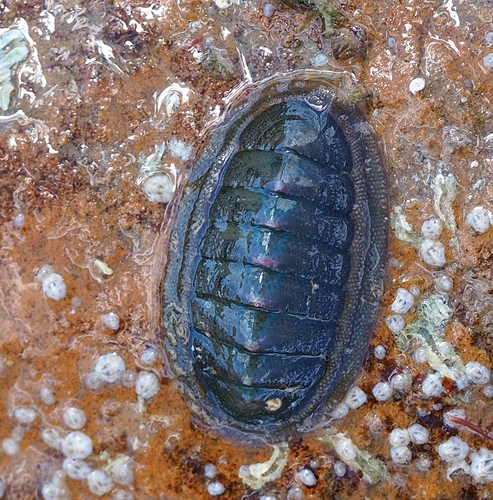 Ischnochiton australis observed 2026-10-18