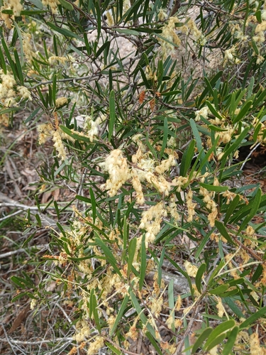 Acacia mucronata observed 2026-10-18