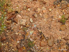 Euphorbia nicaeensis