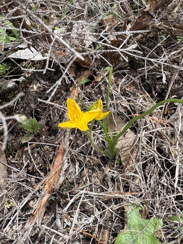 Hypoxis hygrometrica observed 2026-10-18