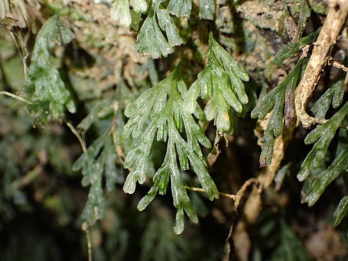 Polyphlebium endlicherianum observed 2026-10-18