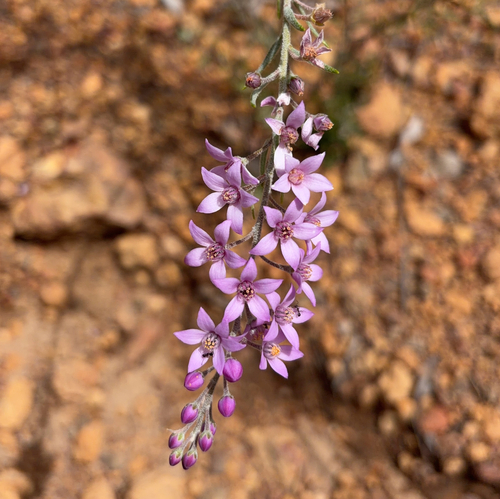 Philotheca spicata observed 2026-10-18