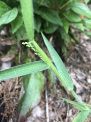 Dichanthelium scoparium