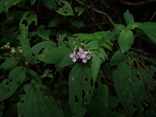Bredia hirsuta observed 2026-10-17
