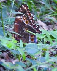 Morpho helenor achillides