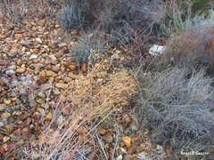 Euphorbia nicaeensis