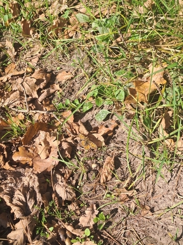Queen of Spain Fritillary