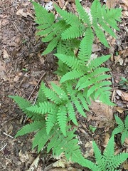 Phegopteris