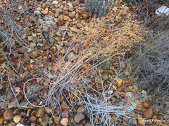 Euphorbia nicaeensis