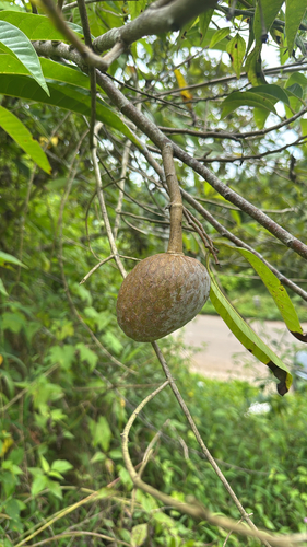 Annona reticulata observed 2026-10-18