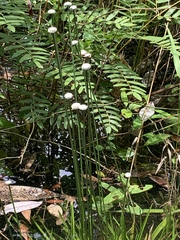 Eriocaulon decangulare image