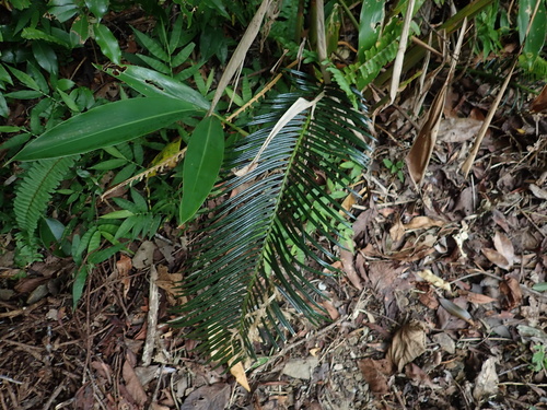 Cycas revoluta observed 2026-10-17