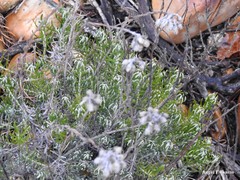 Helichrysum stoechas