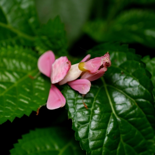 Orchid Mantis