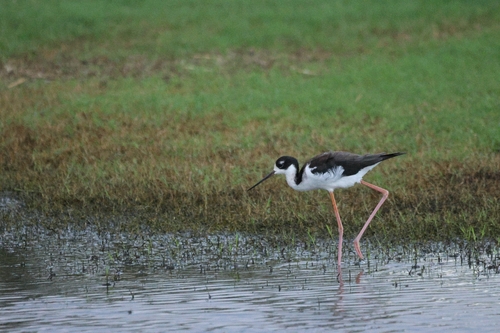 Himantopus mexicanus observed 2026-10-17