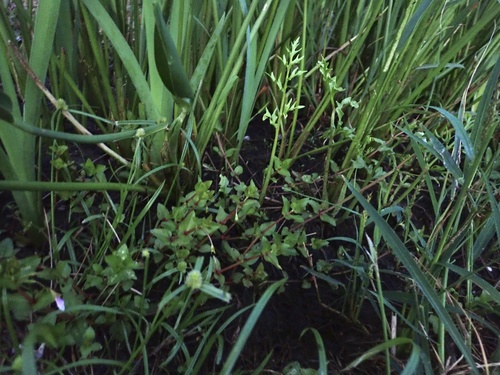 Ceratopteris thalictroides observed 2026-10-17
