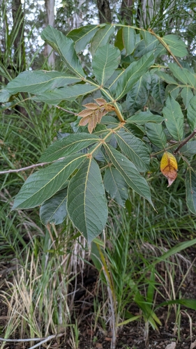 Inga edulis observed 2026-10-17