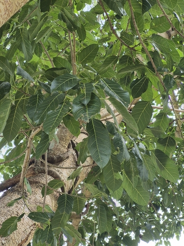 Ficus virens observed 2026-10-18