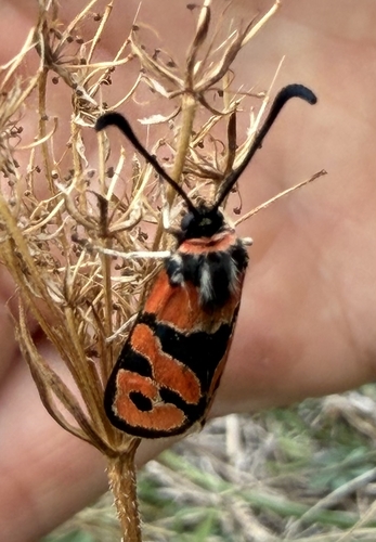 Chalk Burnet