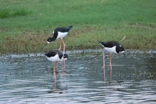 Himantopus mexicanus observed 2026-10-17