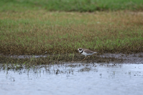 Charadrius, 2026-10-17
