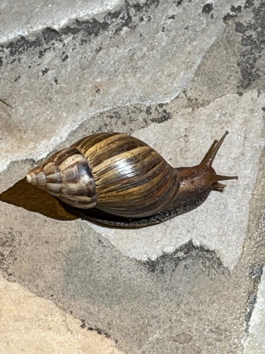 Lissachatina fulica observed 2026-10-17