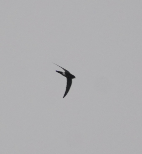 Apus affinis observed 2026-10-18