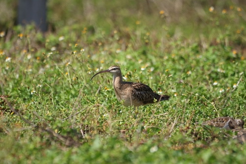 Numenius tahitiensis observed 2026-10-17