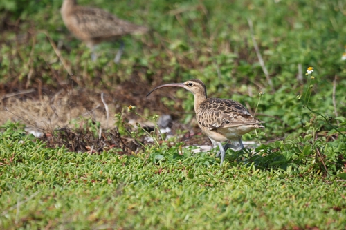 Numenius tahitiensis observed 2026-10-17