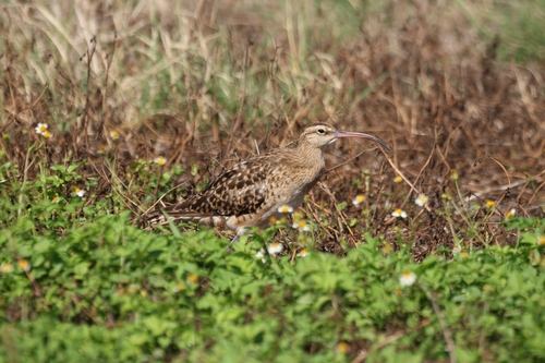 Numenius tahitiensis observed 2026-10-17